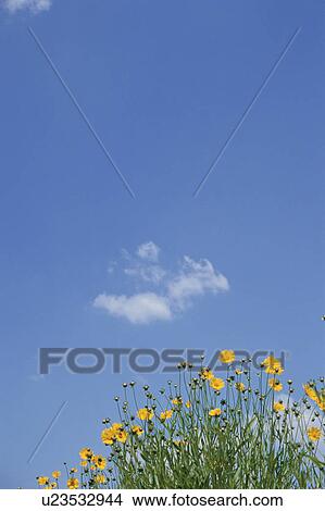 Yellow tickseed wildflowers in field. Mt Yatsugatake, Yamanashi Prefecture, Japan View Large Photo Image Picture - Yellow tickseed wildflowers in field. Mt Yatsugatake, Yamanashi Prefecture, Japan. Fotosearch