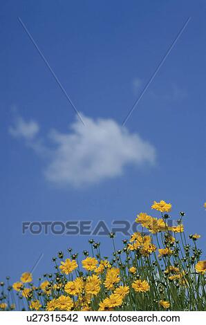 Yellow tickseed wildflowers in field. Mt Yatsugatake, Yamanashi Prefecture, Japan View Large Photo Image Stock Image - Yellow tickseed wildflowers in field. Mt Yatsugatake, Yamanashi Prefecture, Japan. Fotosearch