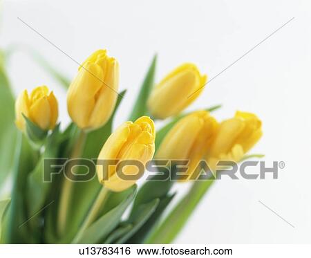 Yellow tulips View Large Photo Image Stock Photograph - Yellow tulips. Fotosearch