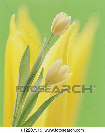 Yellow tulips View Large Photo Image Stock Photography - Yellow tulips. Fotosearch