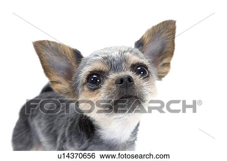 Stock Photograph - Yorkshire terrier. Fotosearch