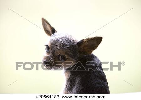 Stock Image - Yorkshire terrier turning. Fotosearch