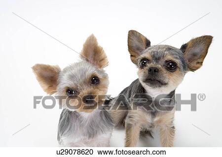 Stock Image - Yorkshire terriers. Fotosearch