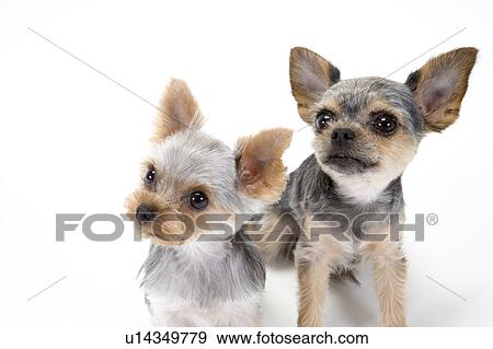Yorkshire terriers View Large Photo Image Stock Photo - Yorkshire terriers. Fotosearch