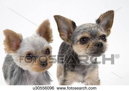 Yorkshire terriers View Large Photo Image Stock Photograph - Yorkshire terriers. Fotosearch