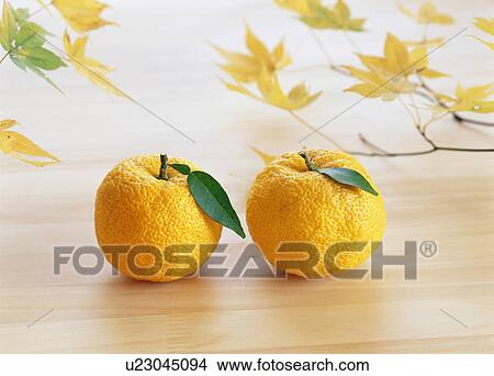 Picture - Yuzu fruit and maple leaves. Fotosearch