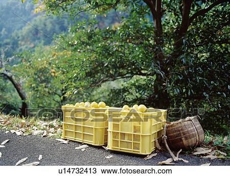 Stock Image - Yuzu fruit collected in baskets. Fotosearch