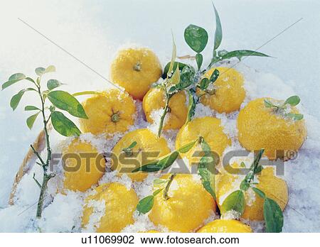 Stock Image - Yuzu fruit in a basket of snow. Fotosearch