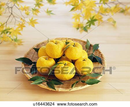 Yuzu fruit in a basket View Large Photo Image Picture - Yuzu fruit in a basket. Fotosearch