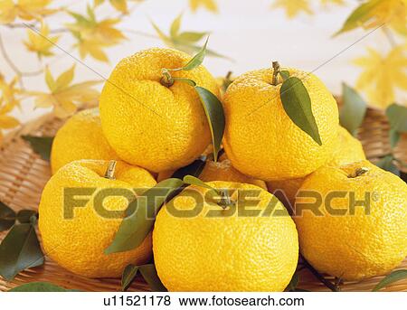 Yuzu fruit in a basket View Large Photo Image Stock Photo - Yuzu fruit in a basket. Fotosearch