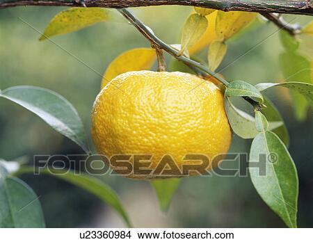 Picture - Yuzu fruit. Fotosearch