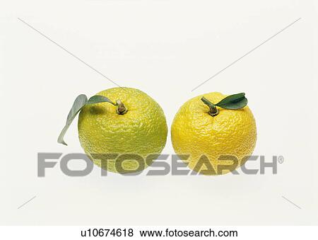 Stock Photo - Yuzu fruit. Fotosearch