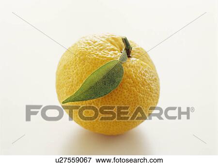 Stock Photo - Yuzu fruit. Fotosearch