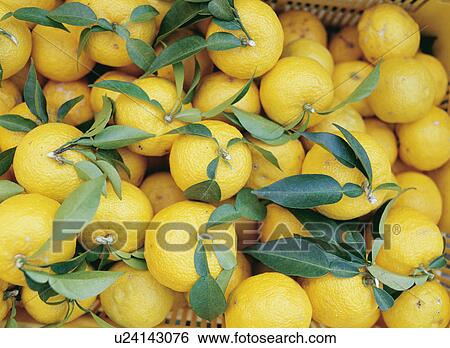 Stock Photograph - Yuzu fruit. Fotosearch