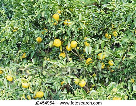 Yuzu fruit tree View Large Photo Image Stock Image - Yuzu fruit tree. Fotosearch