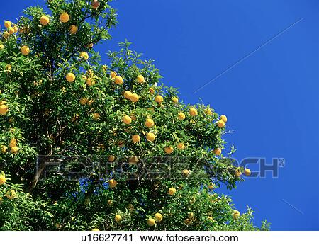 Stock Image - Yuzu Fruit tree. Yaita, Tochigi Prefecture, Japan. Fotosearch