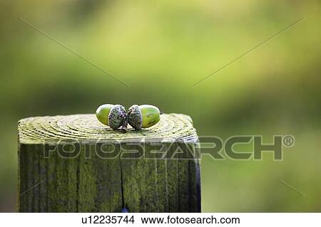 Picture - Acorns on a wooden post. Fotosearch
