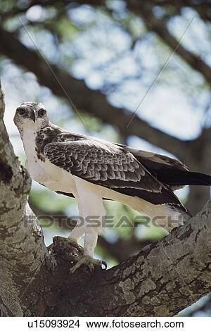 Picture - African hawk eagle with prey in the fork of a branch, Africa. Fotosearch