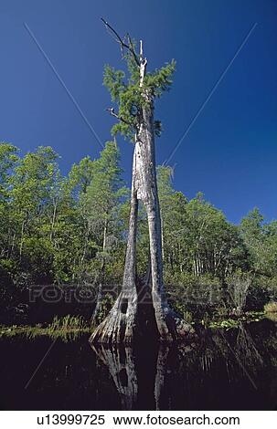 Ancient bald cypress (Taxodium distichum) with hollow trunk View Large Photo Image Stock Photography - Ancient bald cypress (Taxodium distichum) with hollow trunk. Fotosearch
