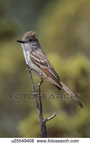 Stock Photo - Ash-throated flycatcher perched on twig. Fotosearch