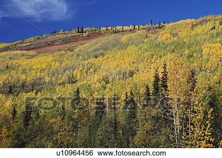 Stock Photograph - Autumn aspens (Populus tremuloides) on mountain slope. Fotosearch