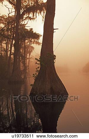 Stock Image - Bald cypress (Taxodium distichum). Fotosearch