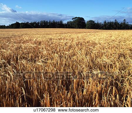 Barley field View Large Photo Image Stock Photo - Barley field. Fotosearch