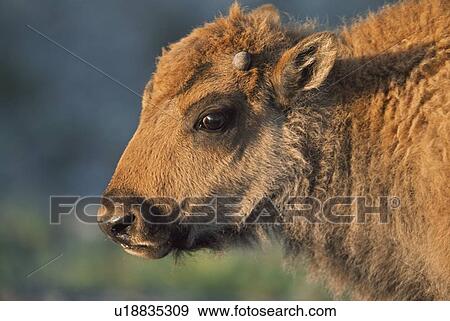 Stock Photo - Bison calf (Bison bison), Yellowstone National Park, Wyoming, USA. Fotosearch