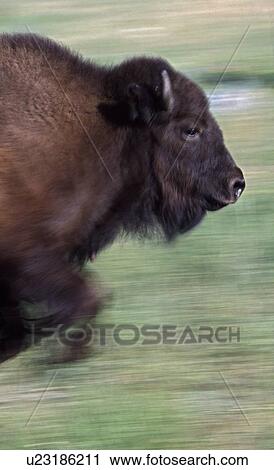 Stock Image - Bison running in meadow. Fotosearch