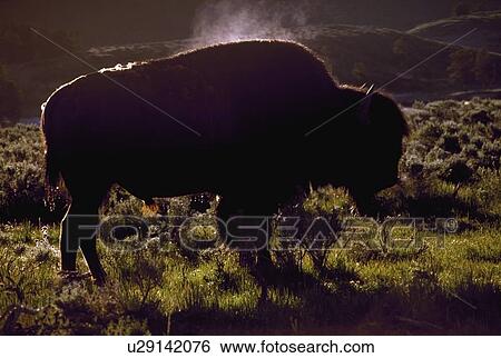 Stock Photograph - Bison. Fotosearch