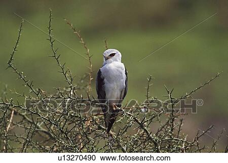 Stock Image - Black-shouldered kite perched on branch, Africa. Fotosearch