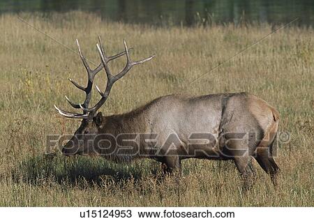 Bull elk (Cervus canadensis) in grass View Large Photo Image Stock Image - Bull elk (Cervus canadensis) in grass. Fotosearch
