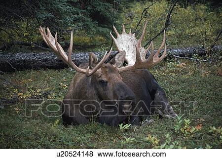 Bull moose (Alces alces) View Large Photo Image Stock Photo - Bull moose (Alces alces). Fotosearch