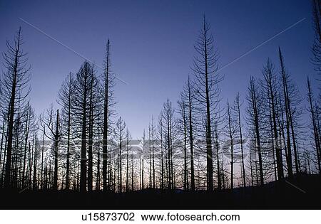 Burned trees at dusk, Yellowstone National Park, Wyoming, USA View Large Photo Image Stock Image - Burned trees at dusk, Yellowstone National Park, Wyoming, USA. Fotosearch