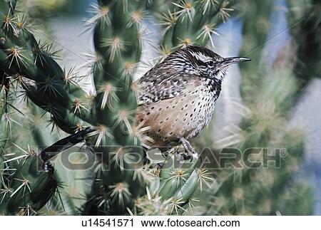 Stock Image - Cactus wren (Campylorhynchus brunneicapillus) on cholla cactus. Fotosearch
