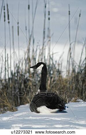 Stock Image - Canada goose resting on snow. Fotosearch