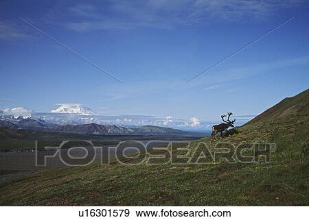 Stock Photo - Caribou bull with Mount Mckinley, Alaska, USA. Fotosearch