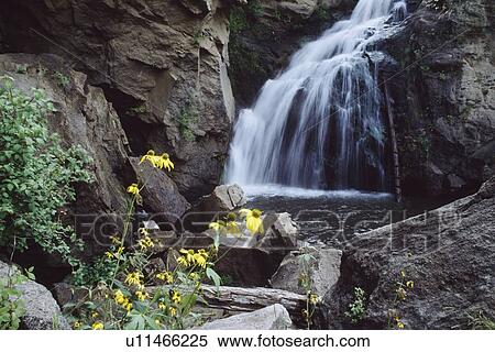 Cascading waterfall, Jemez Falls, with cutleaved coneflower (Rudbeckia laciniata), Jemez National Recreation Area, Jemez Mountains, New Mexico, USA View Large Photo Image Stock Photography - Cascading waterfall, Jemez Falls, with cutleaved coneflower (Rudbeckia laciniata), Jemez National Recreation Area, Jemez Mountains, New Mexico, USA. Fotosearch