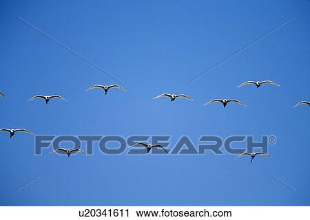 Stock Image - Cattle egrets (Bubulcus ibis) flying in open flock. Fotosearch