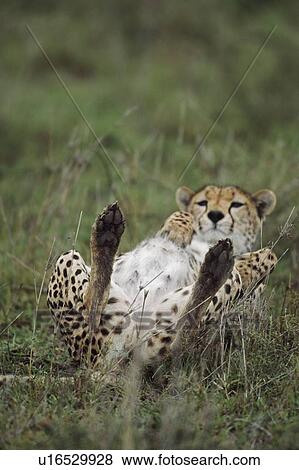 Cheetah lying on its back, Africa View Large Photo Image Stock Photo - Cheetah lying on its back, Africa. Fotosearch