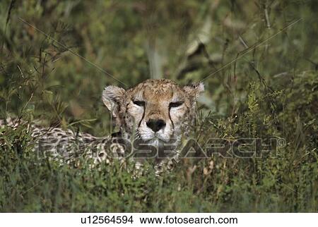 Picture - Cheetah reclining in vegetation, East Africa. Fotosearch