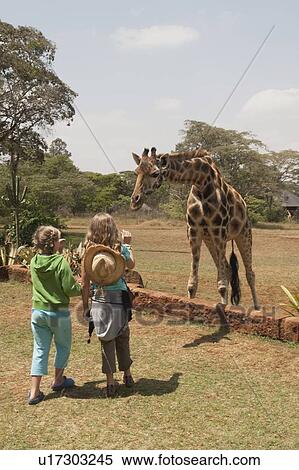 Children looking at Rothschild giraffe, Nairobi, Kenya, Africa View Large Photo Image Stock Photography - Children looking at Rothschild giraffe, Nairobi, Kenya, Africa. Fotosearch