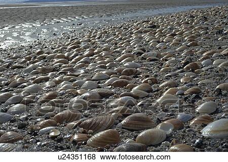 Stock Photo - Clamshells on beach. Fotosearch
