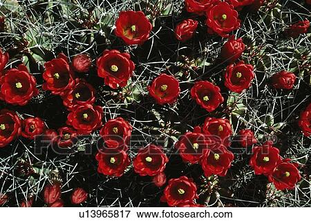 Stock Photo - Claret-cup Hedgehog Cactus (Echinocereus triglochidiatus var. melanacanthus), White Sands National Monument, New Mexico, USA. Fotosearch