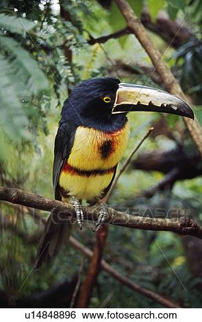 Collared Aracari (Pteroglossus torquatus)on tree branch, Belize View Large Photo Image Stock Photograph - Collared Aracari (Pteroglossus torquatus)on tree branch, Belize. Fotosearch