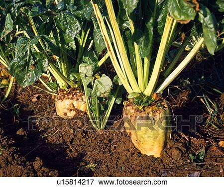 Stock Photo - Crops Fodder Beet Co Kildare. Fotosearch