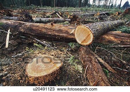 Stock Image - Cut logs in logging area. Fotosearch