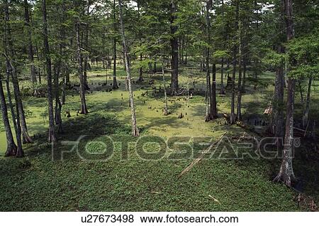 Stock Photo - Cypress swamp, Atchafalaya Basin, Los Angeles, USA. Fotosearch