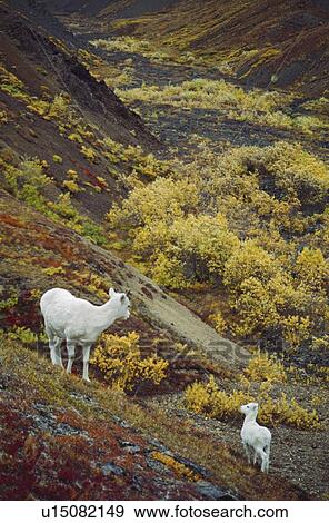Stock Photo - Dall sheep (Orvis dalli), ewe with lamb on slope. Fotosearch