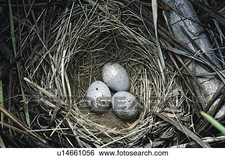 Dark-eyed junco (Junco hyemalis) eggs in nest woven from grass View Large Photo Image Stock Photograph - Dark-eyed junco (Junco hyemalis) eggs in nest woven from grass. Fotosearch